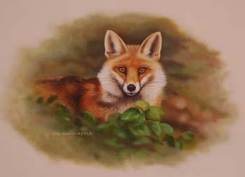 Red Fox